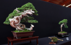 Bonsai San show 2017 - Những cây đoạt giải