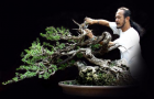 Một số tác phẩm Bonsai của Nghệ Nhân Robert Steven - Indonesia