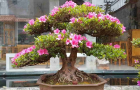 Giới thiệu một số hình ảnh Đỗ Quyên Bonsai của Đà Lạt của Tiến sĩ Dương Qúy Sỹ