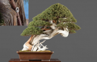 Cách tạo bonsai Tanuki