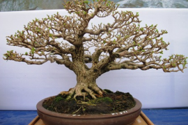 Cận cảnh những cây Bonsai đẹp tại triển lãm Yên Tử 2014