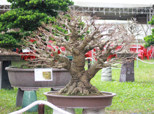 cây sếu Bonsai