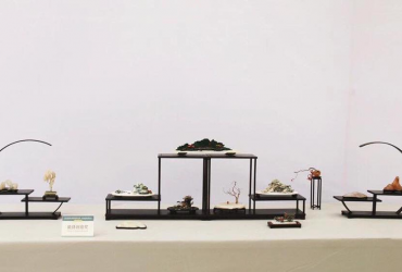 Mẫu kệ trưng bày Bonsai mini đẹp